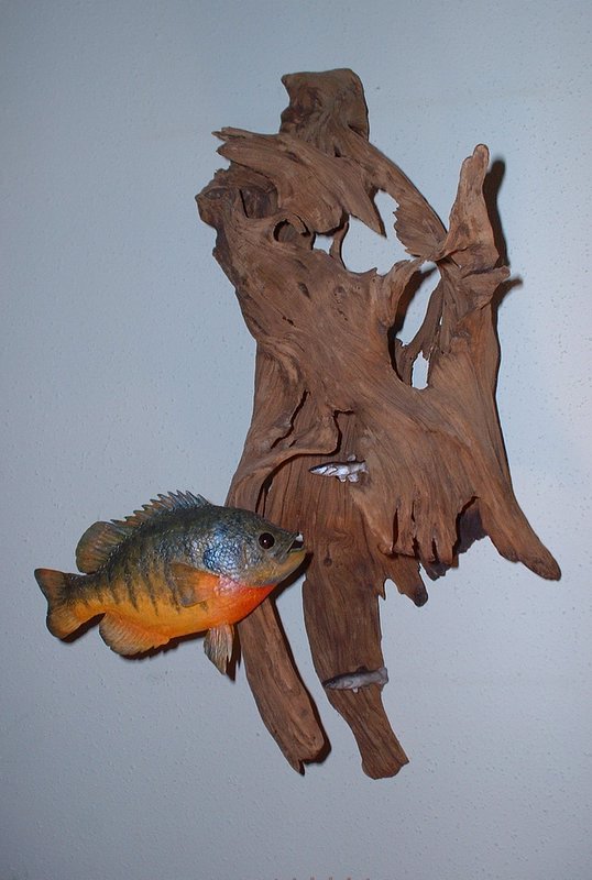 wallfish.jpg